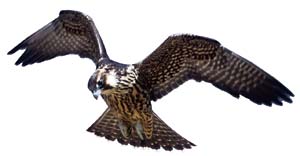 A juvenile peregrine falcon. Since the early 1960s, the peregrine has rebounded from near-extinction.